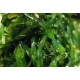 Chuka Wakame 1pkt/1kg